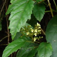 Premna procumbens Moon